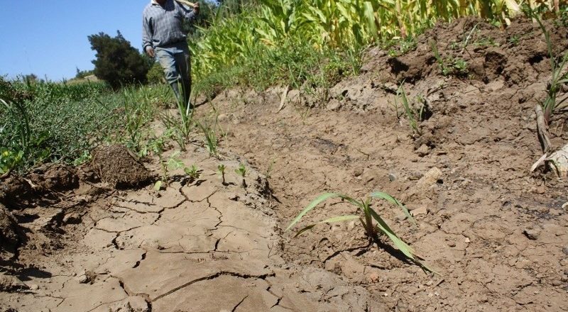 El campo mexicano abandonado y en bancarrota