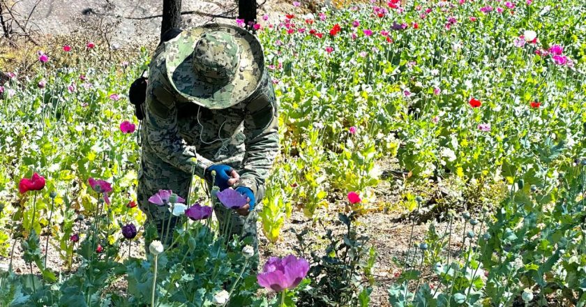 Marina colabora en acciones interinstitucionales y estratégicas para generar información sobre cultivos de amapola