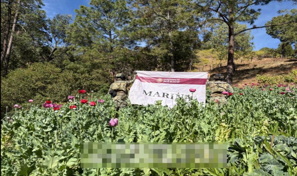 Marina localiza y erradica 32 plantíos de amapola en el estado de Nayarit