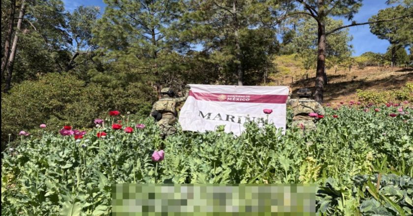 Marina localiza y erradica 32 plantíos de amapola en el estado de Nayarit