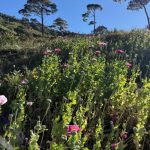 La Mesa de Construcción de Paz y Seguridad, da resultados positivos