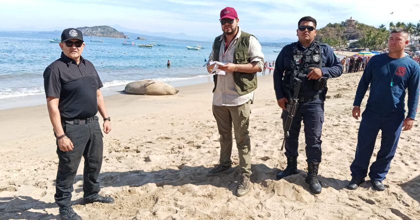 Coordinación Interinstitucional atiende avistamiento de fauna marina en playas de Nayarit