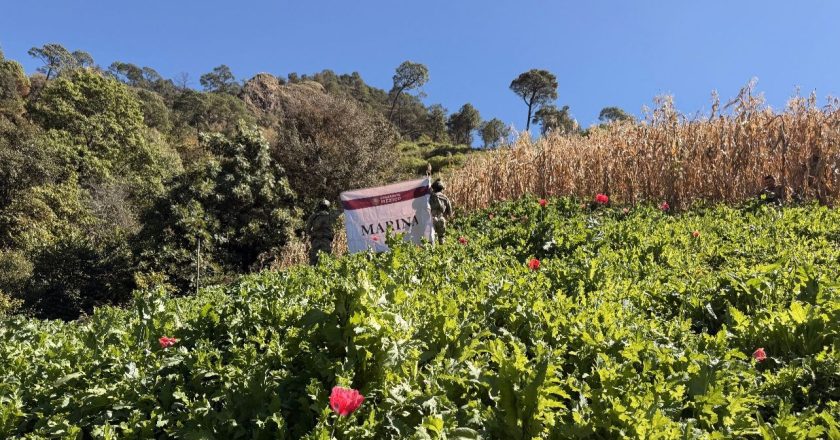 Marina localiza y erradica plantíos de amapola en el estado de Nayarit