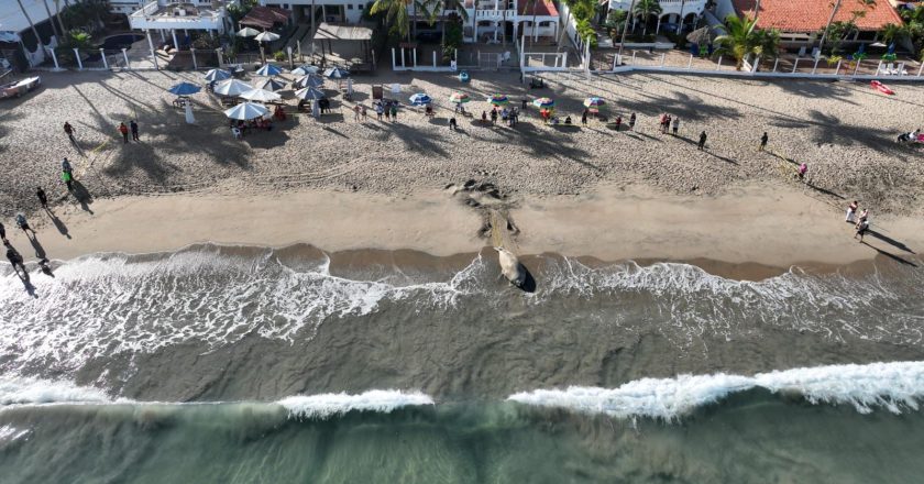 Protegen Gobierno de Nayarit y Federación estancia de elefante marino en playas de Compostela