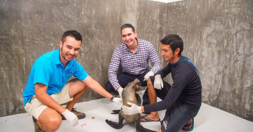¡“Marquitos” el lobo marino que estaba lesionado se encuentra mejorando!