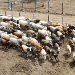 SENASICA autoriza ampliación de facultades en puntos de verificación fitozoosanitarias en Nayarit