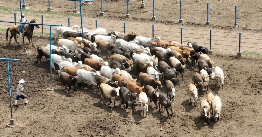 SENASICA autoriza ampliación de facultades en puntos de verificación fitozoosanitarias en Nayarit