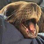 Héctor Santana apoya la cirugía de «Marquitos» en Guadalajara