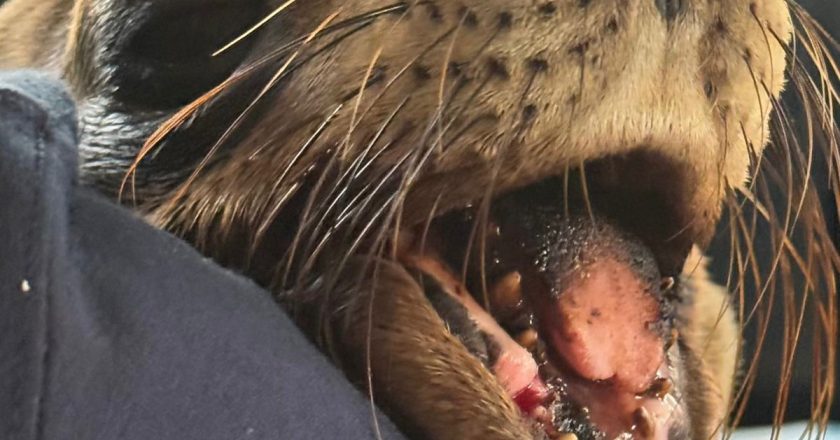 Héctor Santana apoya la cirugía de «Marquitos» en Guadalajara