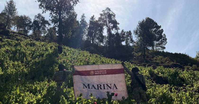 Marina localiza y erradica 34 plantíos de amapola en el estado de Nayarit