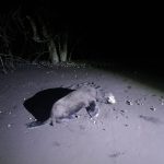 Marina realiza el rescate y liberación de un lobo marino en Palmar de Cuautla, Santiago Ixcuintla, Nayarit