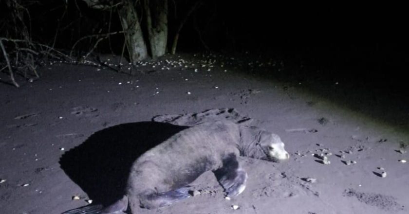 Marina realiza el rescate y liberación de un lobo marino en Palmar de Cuautla, Santiago Ixcuintla, Nayarit