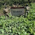 Marina localiza y erradica 34 plantíos de amapola en el estado de Nayarit