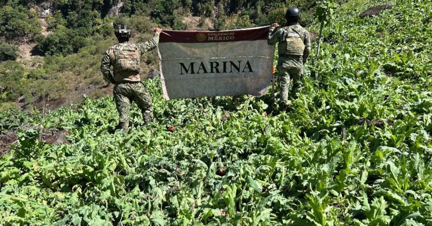 Marina localiza y erradica 34 plantíos de amapola en el estado de Nayarit