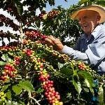 Denominación de Origen del Café Nayarit fortalece al campo y abre nuevas oportunidades: Pável