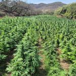 Coordinación en la Mesa Estatal de Construcción de la Paz da resultados en seguridad