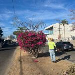 SISEP Continúa con los Trabajos de Embellecimiento del Municipio