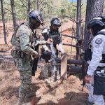 Marina localiza y erradica plantío de amapola, asegura un arma larga con municiones, en el estado de Nayarit