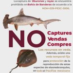 Inicia veda de especies marinas en Bahía de Banderas