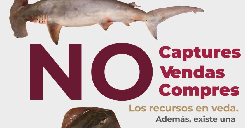 Inicia veda de especies marinas en Bahía de Banderas