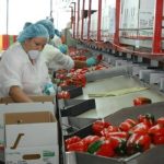 Puestos de trabajo afiliados al Instituto Mexicano del Seguro Social