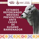 Gobierno de Bahía de Banderas refuerza medidas preventivas ante casos de gusano barrenador