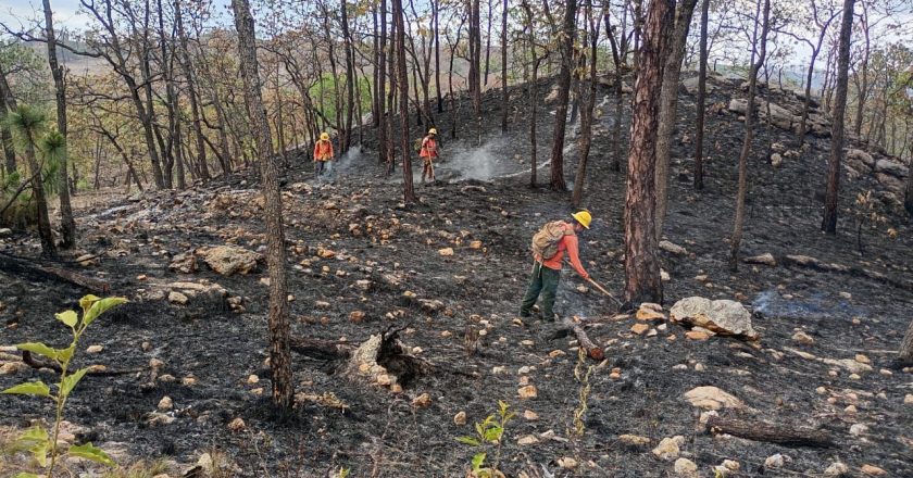 Controlan incendio forestal interestatal en “Loma de los Lobos”, en Ixtlán del Río