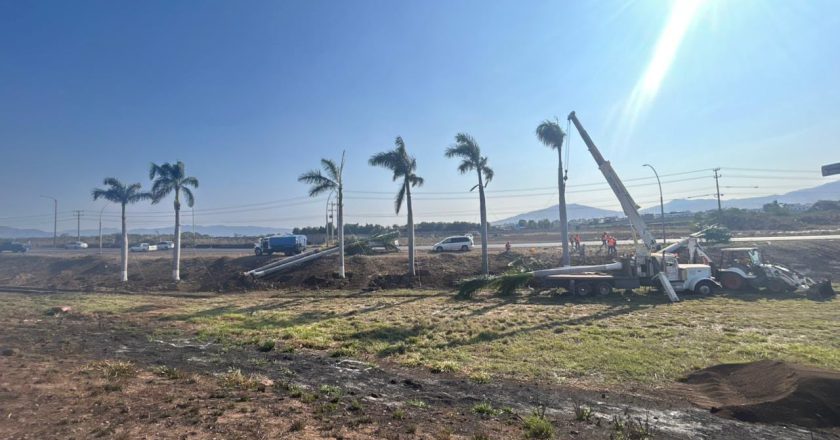 Evoluciona favorablemente el trasplante de palmeras en la avenida Jacarandas, en Tepic
