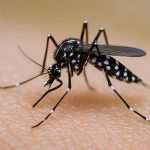 Refuerza IMSS Nayarit llamado a prevenir el dengue durante temporada de lluvias