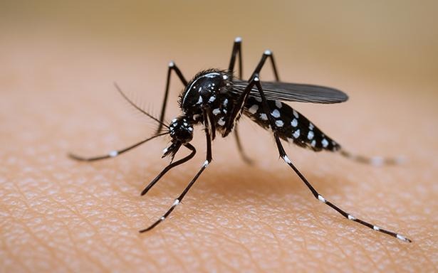 Refuerza IMSS Nayarit llamado a prevenir el dengue durante temporada de lluvias