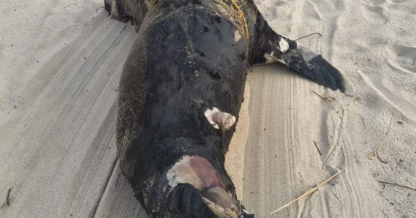 Gobierno de Bahía de Banderas atiende hallazgo de lobo marino sin vida y actúa bajo protocolos ambientales