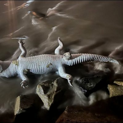 Alarma ambiental en Vallarta y Bahía de Banderas por misteriosa muerte de seis cocodrilos
