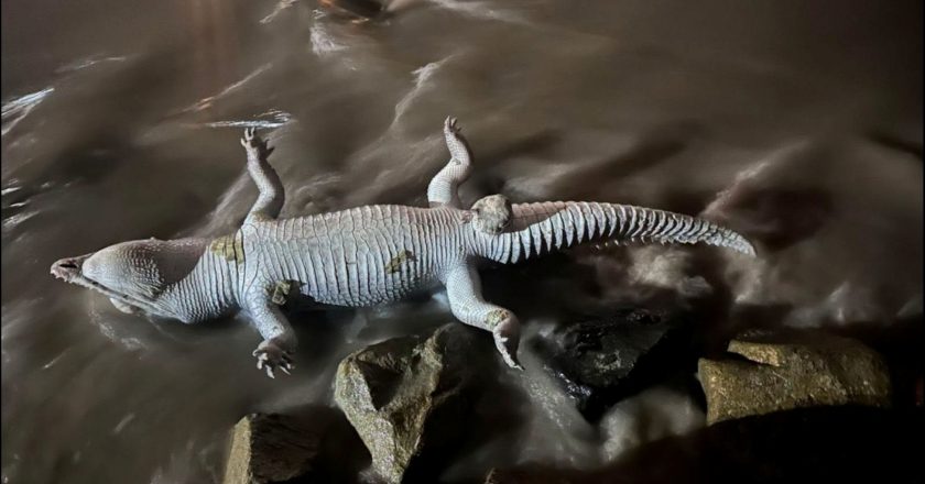 Alarma ambiental en Vallarta y Bahía de Banderas por misteriosa muerte de seis cocodrilos