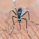 Llama IMSS Nayarit a reforzar acciones de saneamiento básico para prevenir el dengue