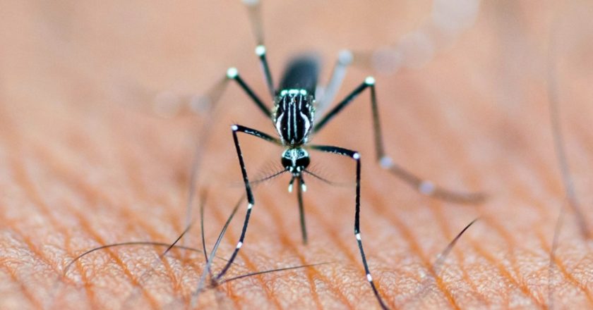 Llama IMSS Nayarit a reforzar acciones de saneamiento básico para prevenir el dengue