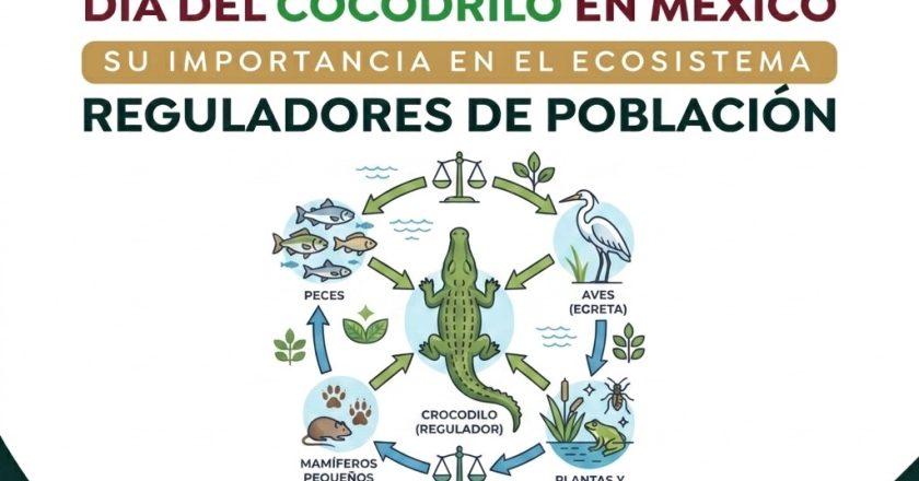 Proteger al Cocodrilo es proteger nuestros ecosistemas