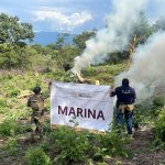 Marina localiza y erradica plantíos de marihuana en el estado de Nayarit