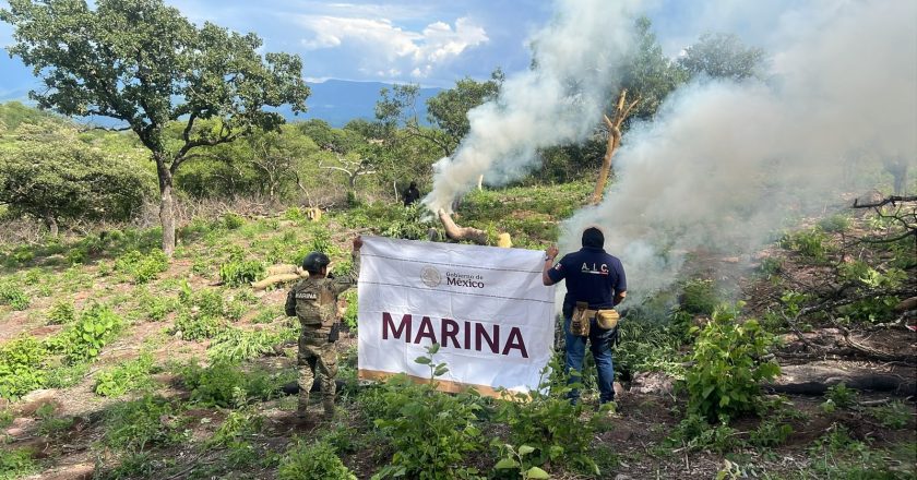 Marina localiza y erradica plantíos de marihuana en el estado de Nayarit