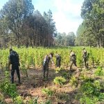 Nayarit mantiene presencia territorial y seguimiento a las acciones de seguridad
