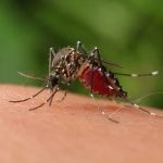 Refuerza IMSS acciones de prevención y detección contra el dengue; invita a la población a una participación activa